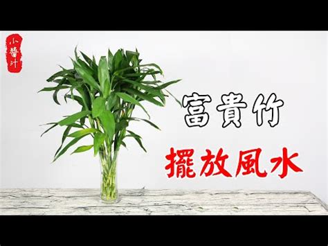 富贵竹風水|開運富貴竹風水指南：如何選擇數量？避免這6個禁忌，提升家庭。